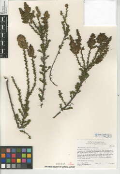 Imagem de Adenostoma fasciculatum var. obtusifolium S. Wats.