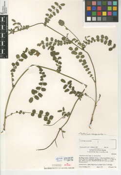 Imagem de Poterium sanguisorba L.