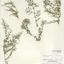 Image of Galium stellatum var. eremicum