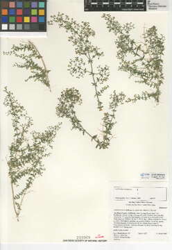 Image of Galium stellatum var. eremicum