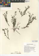 Image of narrowleaf bedstraw