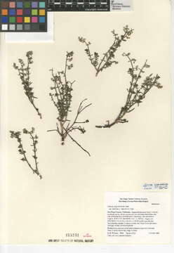 Image of narrowleaf bedstraw