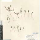 Image of limestone bedstraw