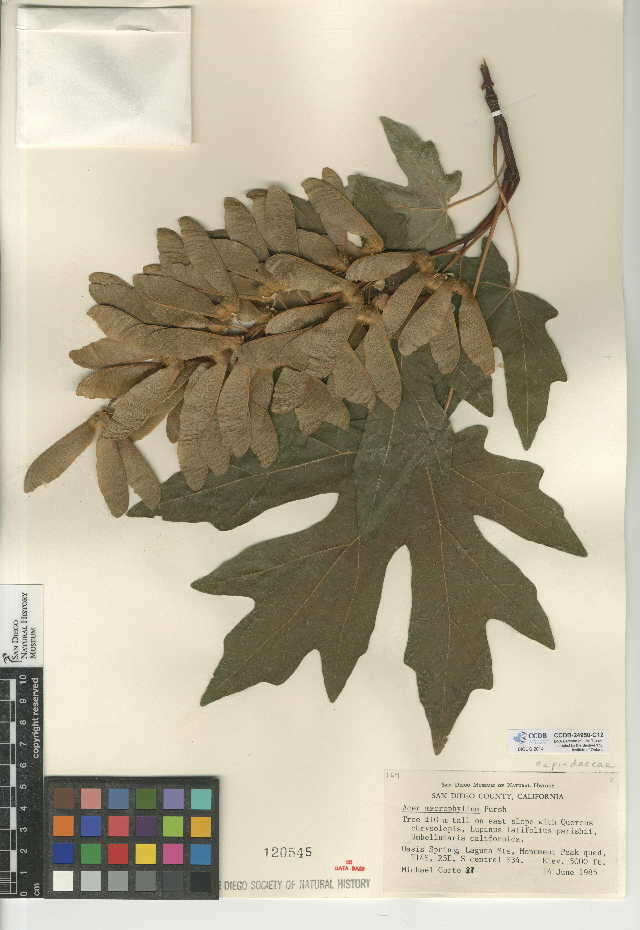 Image of bigleaf maple