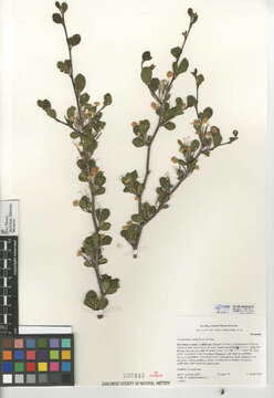 Слика од Cercocarpus montanus var. minutiflorus (Abrams) Martin