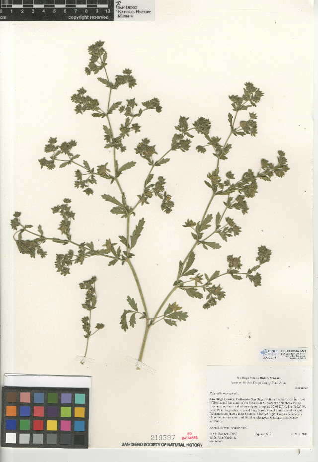 Image of Norwegian cinquefoil