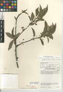 Plancia ëd Prunus munsoniana W. F. Wight & Hedrick