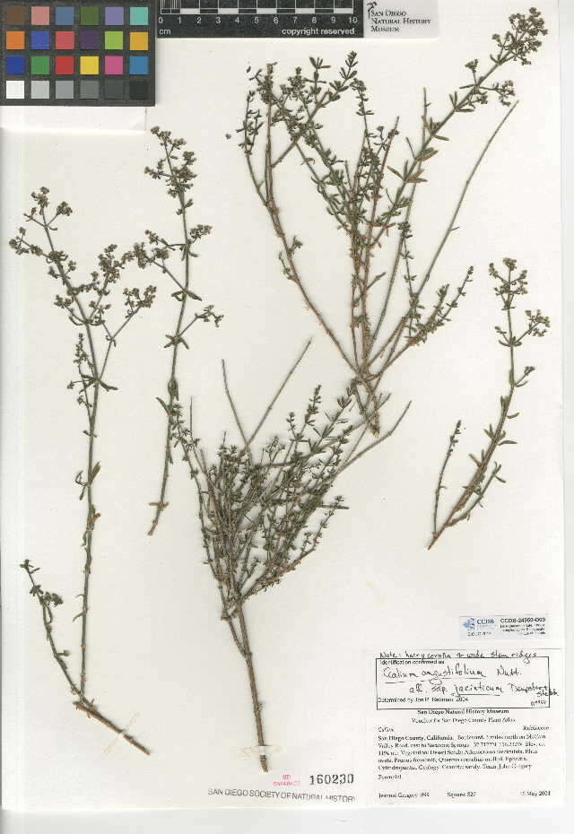 Image of San Jacinto bedstraw