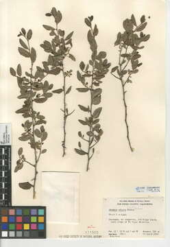 Imagem de Endotropis crocea subsp. pilosa (Trel. ex Curran) Hauenschild