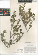 Image of Cercocarpus betuloides var. betuloides