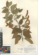Image of hollyleaf cherry