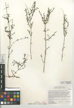 Image of slender bedstraw