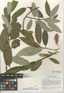 Salix lasiandra var. lasiandra的圖片