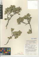 Imagem de Endotropis crocea subsp. insula (Kellogg) Hauenschild