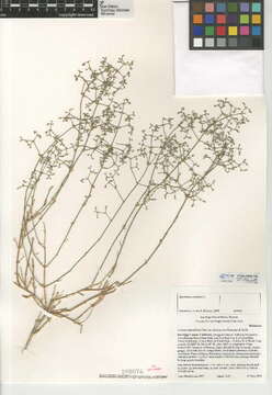 Image of Borrego bedstraw