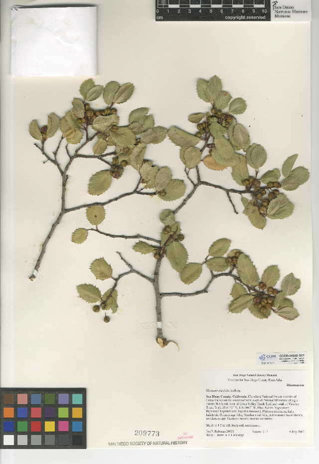 Imagem de Endotropis crocea subsp. ilicifolia (Kellogg) Hauenschild