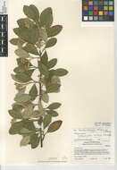 Imagem de Cotoneaster lacteus W. W. Sm.