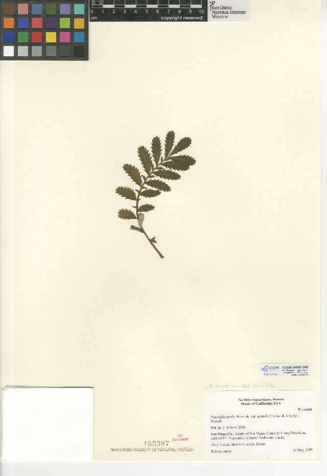 Image of Potentilla anserina subsp. pacifica