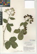 Image of Himalayan blackberry