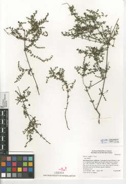 Image of climbing bedstraw