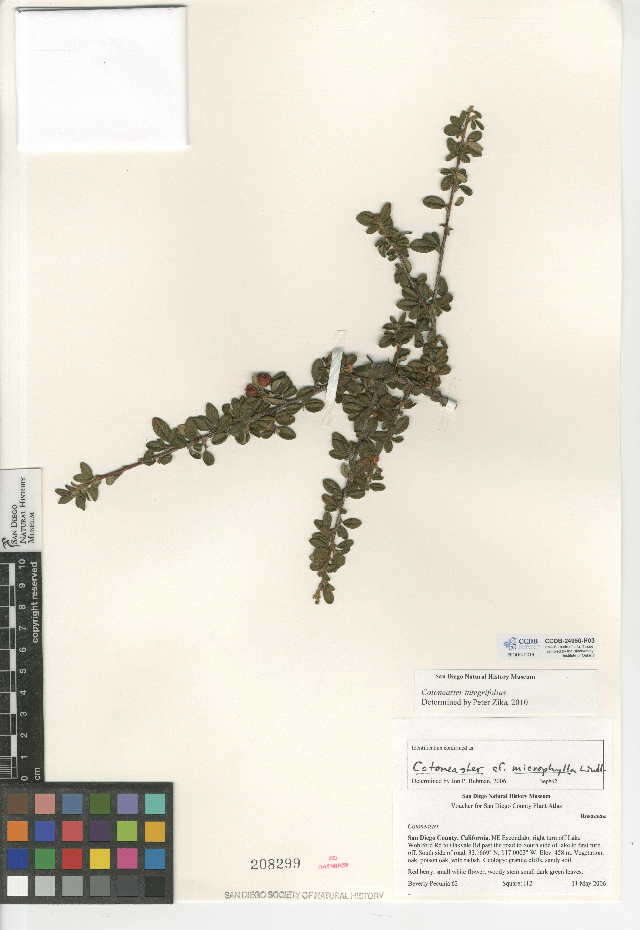 Image of Cotoneaster integrifolius (Roxb.) Klotz