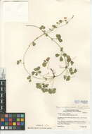 Image of English cinquefoil