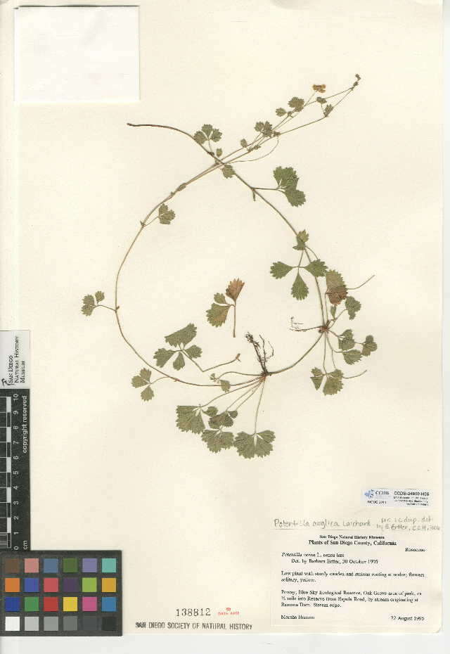 Image of English cinquefoil