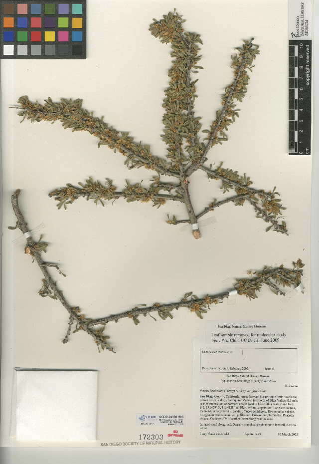 Imagem de Prunus fasciculata subsp. fasciculata