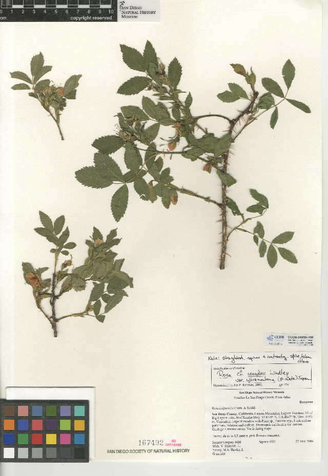 Image de Rosa woodsii var. ultramontana (S. Wats.) Jeps.