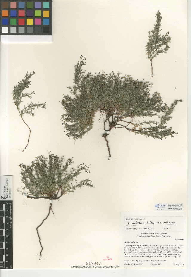 Image of Andrews' bedstraw