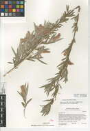 Image of Salix exigua var. hindsiana