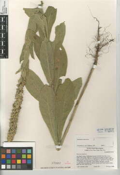 Image of Great Mullein