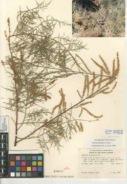 Image of five-stamen tamarisk