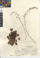 Image of Laguna Mountain alumroot