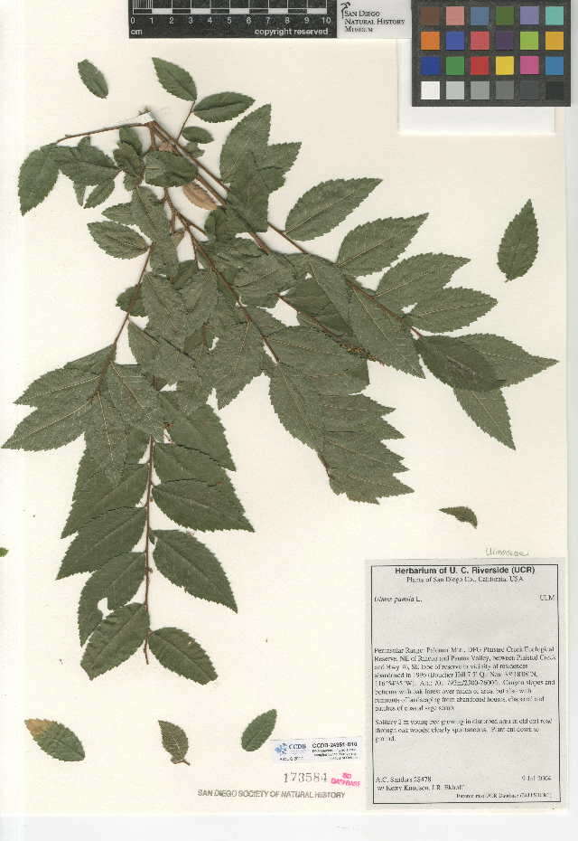 Image of Siberian Elm