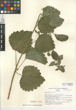 Image of roundleaf brookfoam