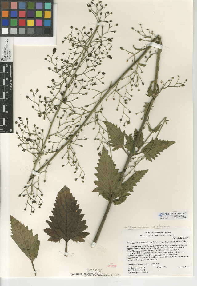 Scrophularia californica subsp. floribunda (Greene) R. J. Shaw resmi