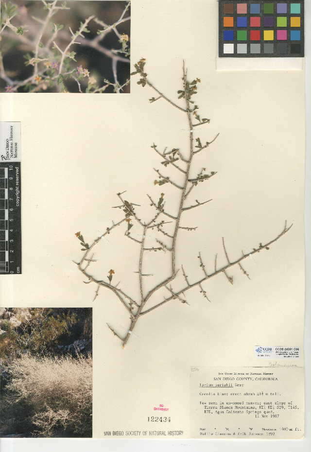 Image of Parish's desert-thorn