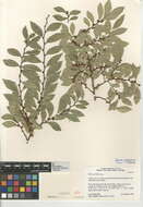 Image of Chinese elm