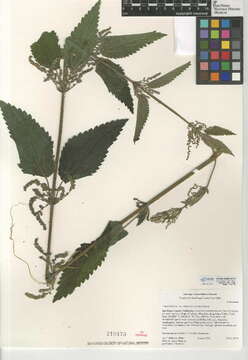 Image of stinging nettle