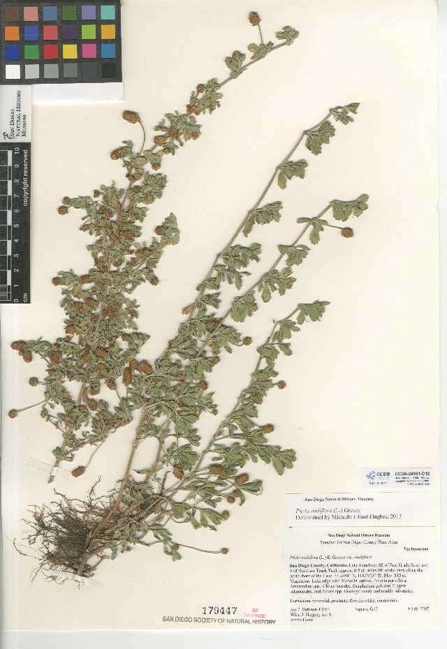 Phyla nodiflora (L.) Greene resmi