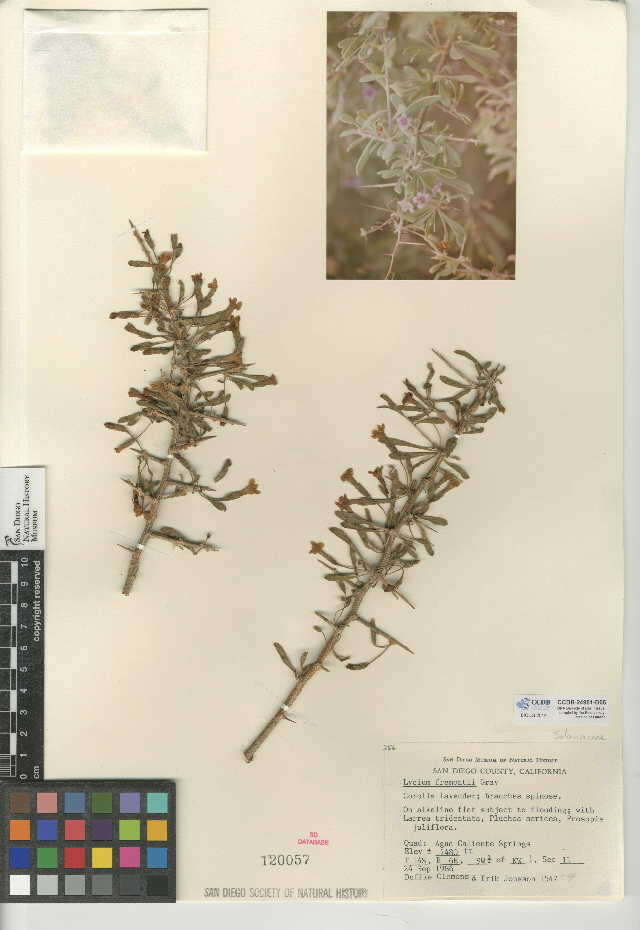 Image of Fremont's desert-thorn