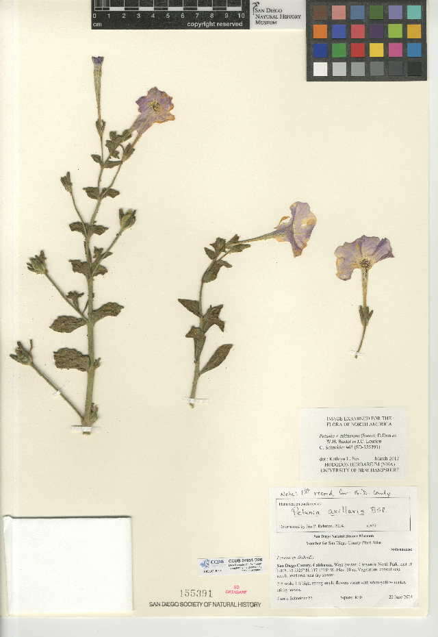 Image of Petunia atkinsiana