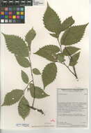 Image of American elm