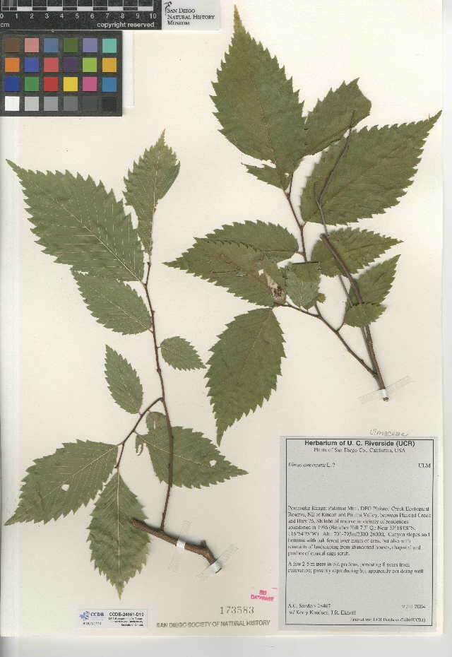 Plancia ëd Ulmus americana L.