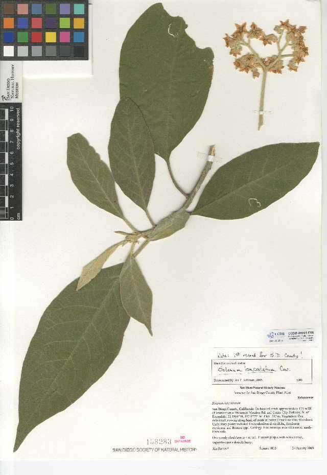 Image of orangeberry nightshade