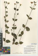 Image of trailing shrubverbena