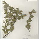 Image of Simmondsia chinensis (Link) C. K. Schneid.