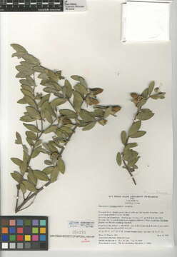 Image of Caryophyllales