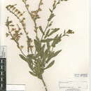 Image of Nicotiana obtusifolia